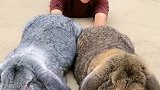 我这宠物可还行？