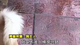 狗狗狂吠阻拦老人横穿马路！