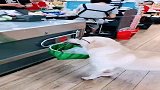 狗狗替主人买菜，店长亲自接待收银，真可爱！