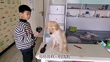 收养流浪狗第9天，已经是家里一份子，小主人帮它洗澡，画面和谐