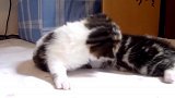 软萌萌的小可爱上线，真是可爱的猫咪呢，想养！