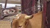 西班牙的公牛都要剪掉牛角，这是为什么呀？