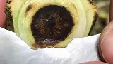 奇楠沉香现场开油口，眼见为实