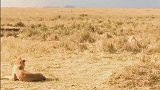 在旱季狮子都不敢在家打盹，猎物差点被贼截胡