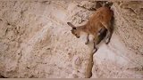 世界之大无奇不有，会飞檐走壁的山羊，你有没有见过！
