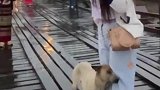 狗子偶遇主人前女友，黏着想让她和主人复合，主人全程无动于衷