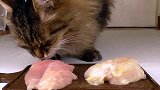 把新鲜的和冷冻过的鸡肉放在猫面前，看猫咪会选择吃哪个