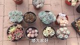 这两组大苗多肉，真是各有千秋，到底哪组更好呢？