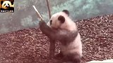 熊猫宝宝圆梦结束了挖煤工作，总算能放松一下了