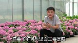 可乐浇花？牛奶浇花？啤酒浇花？网络热门养花视频鉴定：第二期。