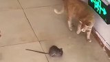 猫：你快跑，不然就不好玩儿了！
