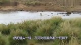 狮群在河边埋伏斑马，没想到却发生了这样的事情！