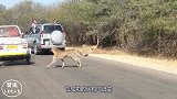 小羚羊被猎豹追杀，生死之际它灵机一动，跳进汽车逃过一劫