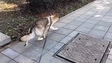 狗狗每天都出来“狩猎”，当它看到猎物的那一刻，这个反应绝了！