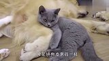 主人带回家只小奶猫，结果错把金毛当妈妈，场面太有爱了