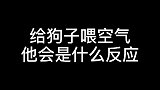 哎呀:你不是人，但你是真的狗萌宠 宠物 萌宠出道计划