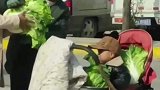 这大概就是娃娃菜吧