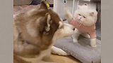 动不动就被打