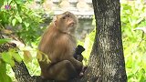 小猫被母猴控制在树上，根本没有办法救小猫，小猫很可能会饿死！