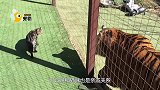 猫咪偷偷溜进动物园，给老虎来了个深情之吻，老虎：偷心贼