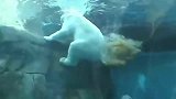 北极熊在水里放屁，生化武器来的太突然，让人猝不及防