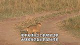 鬣狗叼走小狮子，母狮子发疯追着鬣狗撕咬，最终带回了孩子