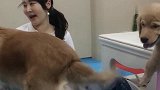客人要把豆豆最后一个孩子抱走，气的豆豆不让孩子吃东西，真逗