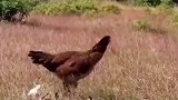 仿佛看到恐龙在打架