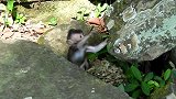 猴子离开猴宝宝自己去跟别的猴子一起玩，他喜欢吃土壤