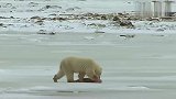 北极熊：北极熊捕食了一只海豹，北极狐嗅到气味芬芳赶来！
