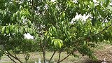 回娘家第6天，桃子熟了带着孩子们去采摘，邻居想嫁接这颗桃子树