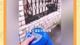狗子这骂的真难听！