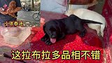 这种品相拉布拉多很难遇，亮哥怎能给粉丝错过，该出手时就出手