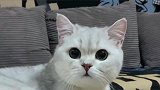 猫咪：咦，主人手里拿的是什么东东啊，方方正正的！