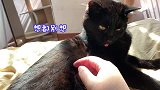 猫咪舔毛的时候铲屎官在旁边配音，猫：啥动静啊这是？