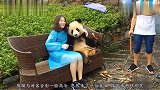 熊猫与游客合影一脸高冷，忽然来了一位美女，接下来憋住别笑