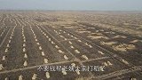 10多个人帮老姨夫收水稻，偶遇事王，还真跟传说中一样