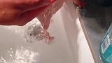 豚哥家有头牛