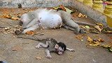 谁来帮帮这个小猴子，自己的妈妈走了，它今后的路该怎么走