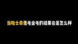 当哈士奇惹毛金毛，金毛：后果很严重