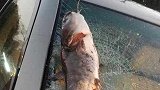 “我被一条鱼袭击了”！巨大鲶鱼从天而降砸中女子车挡风玻璃