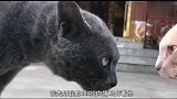 这两只猫，笑憨我了
