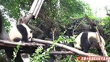 熊猫：哼!你走你的阳光道，我走我的独木桥
