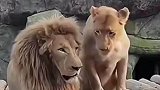 狮子夫妇在亲热，老虎特别羡慕