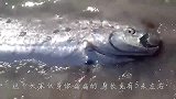 暴雨后滩上来了位不速之客，身长约5米，看清它面貌后吓坏众人！