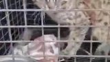 像猫又像豹？豹猫受伤 黑河警民携手救治