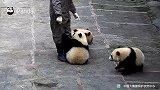 熊猫宝宝的占有欲有多强？