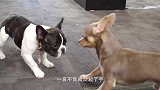 你见过斗牛犬斗牛吗？体型相差十倍，该怎么斗？