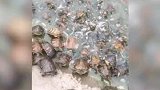 一群小乌龟正在挤上岸