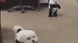 不是不允许家里养熊猫吗，这是什么情况，看起来好像不太对劲啊！